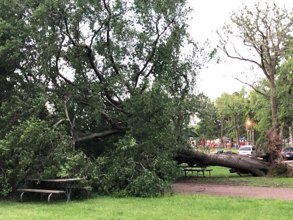 A large tree came down in Jim Hogg City Park in Quitman during the thunderstorm late Sunday afternoon that wreaked widespread damage throughout Wood County.